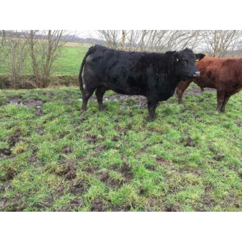 Angus drachtige koeien