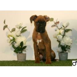Boxer pups