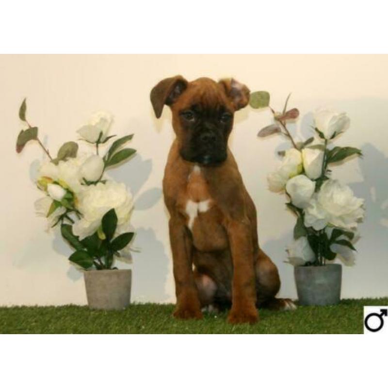 Boxer pups