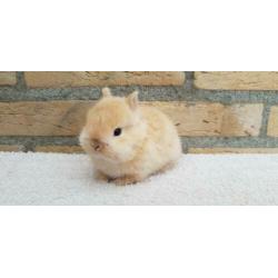Kleine Kleurdwerg rammetje