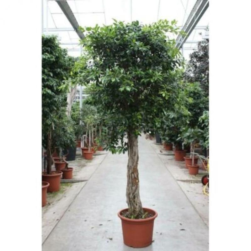 Ficus 'nitida' 540-550cm art25582