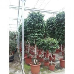 Ficus Benjamina 'columnar' - Treurvijg - Waringin 280-290cm