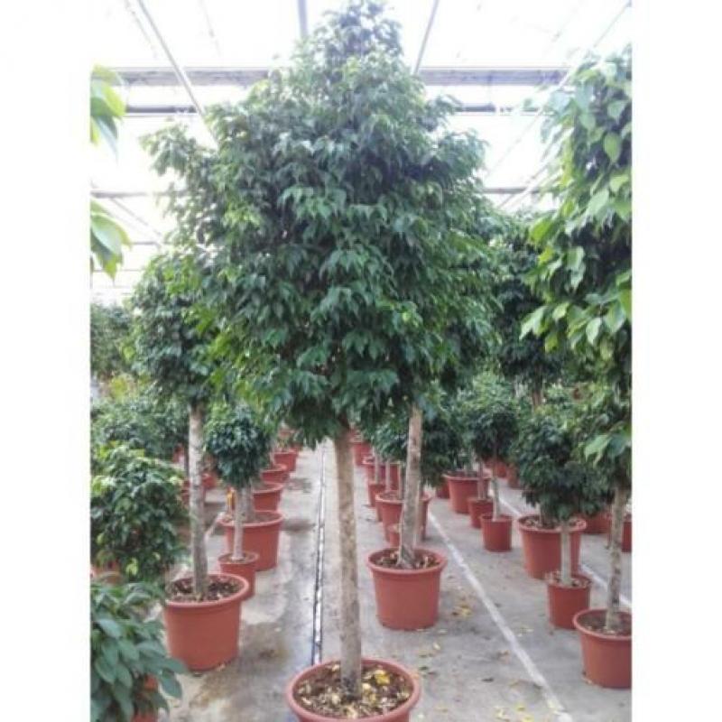 Ficus Benjamina 'columnar' - Treurvijg - Waringin 280-290cm