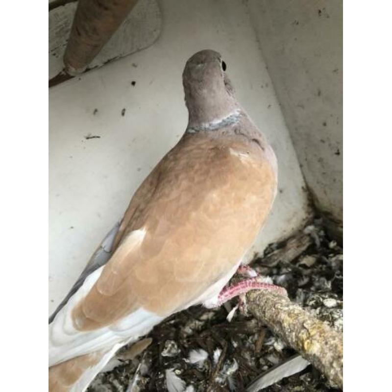 2 tortelduiven kleur pheo €7,50 samen
