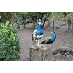 blauwe,,zwartvleugel, Spalding en witte pauwen ,