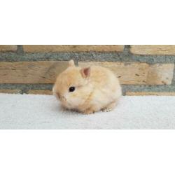 Kleine Kleurdwerg rammetje