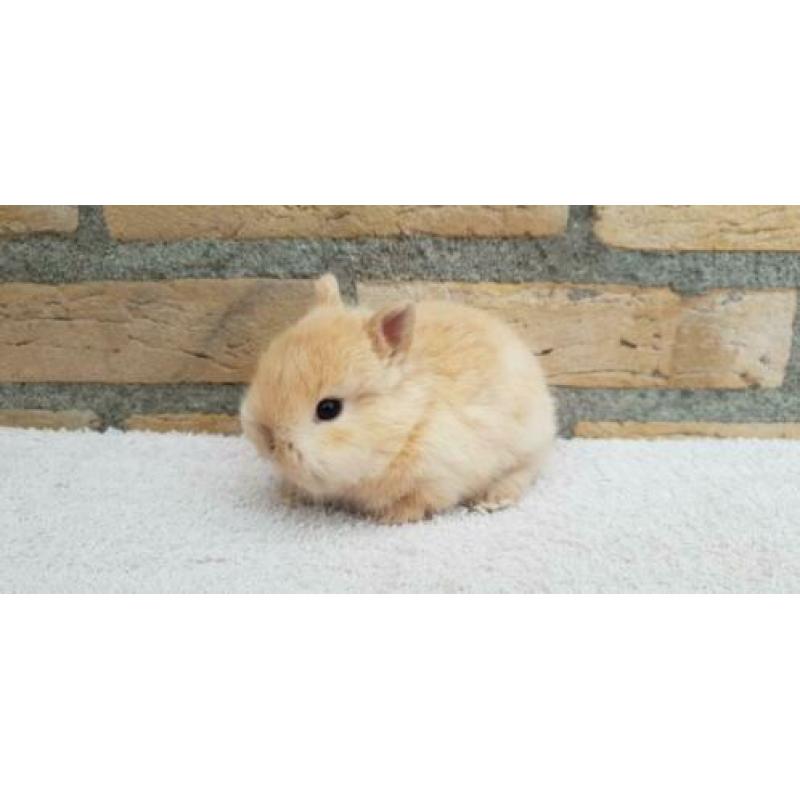 Kleine Kleurdwerg rammetje