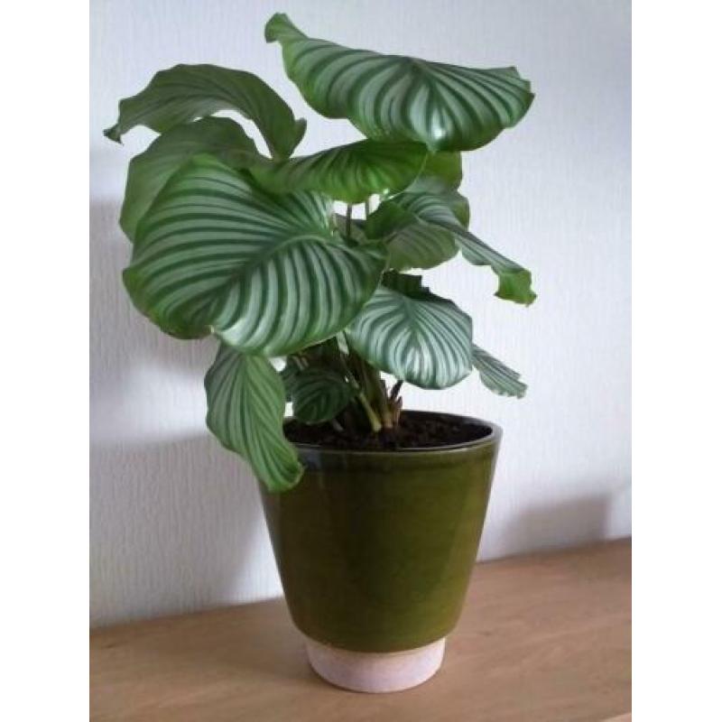 Grote Calathea orbifolia