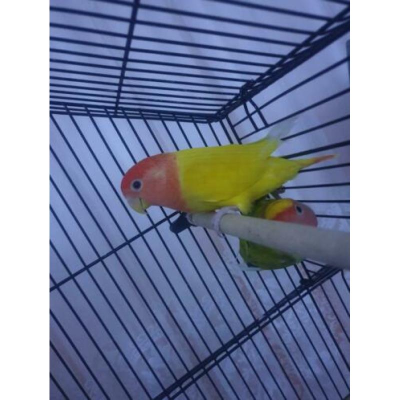 Agapornis koppel
