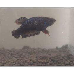 Galaxy Plakat Betta vrouw #1