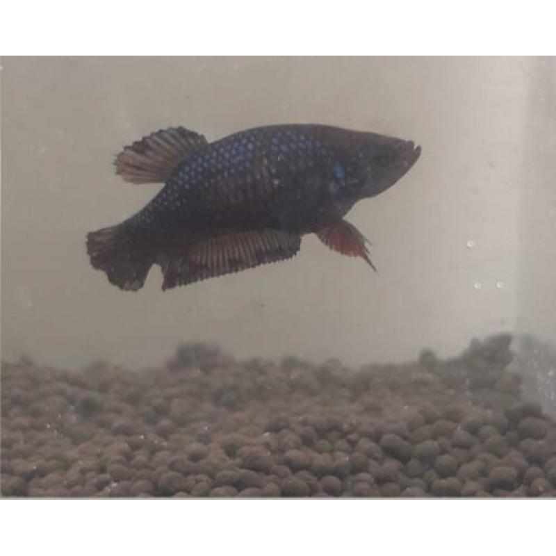Galaxy Plakat Betta vrouw #1