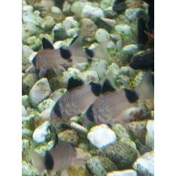 11 jonge corydora panda voor €25