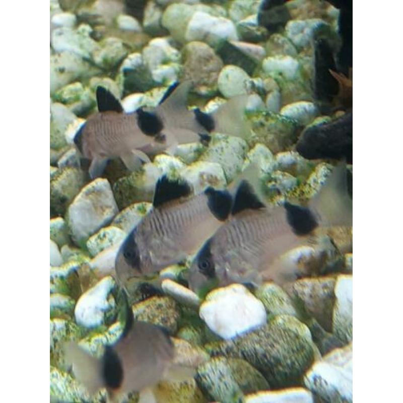 11 jonge corydora panda voor €25