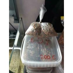 11 jonge corydora panda voor €25