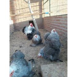Broedeieren cochin kriel