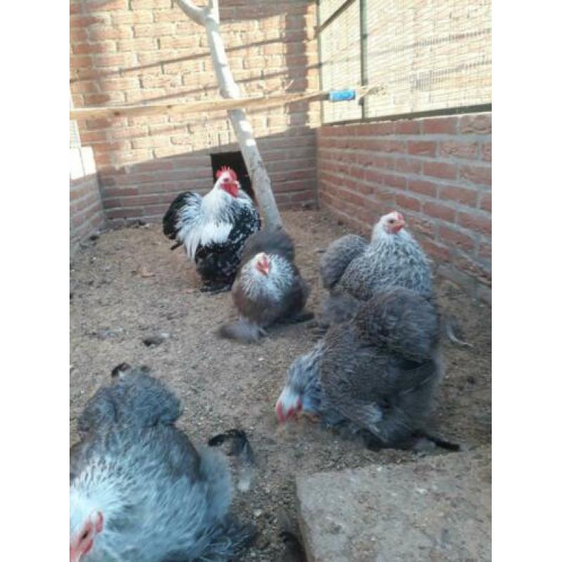 Broedeieren cochin kriel