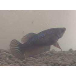Galaxy Plakat Betta vrouw #1