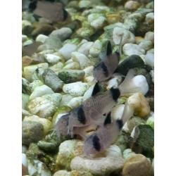 11 jonge corydora panda voor €25