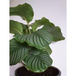 Grote Calathea orbifolia