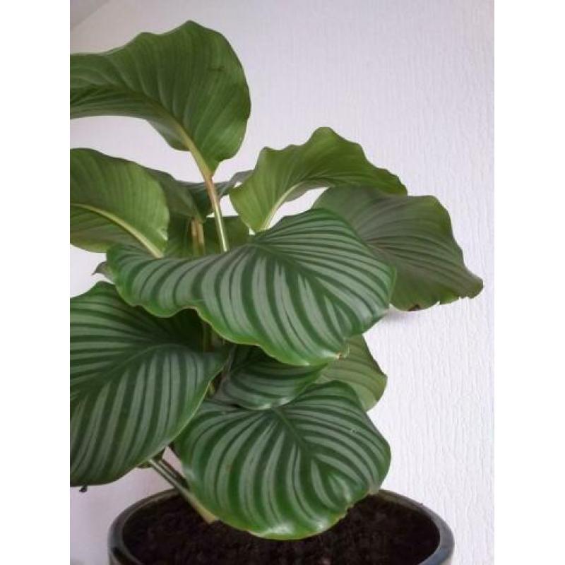 Grote Calathea orbifolia