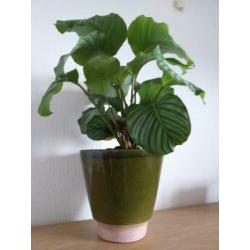 Grote Calathea orbifolia