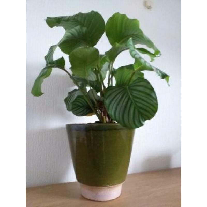 Grote Calathea orbifolia