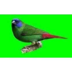 Te koop prachtig koppels driekleur papagaaiamadines papagaai