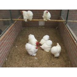 Broedeieren cochin kriel