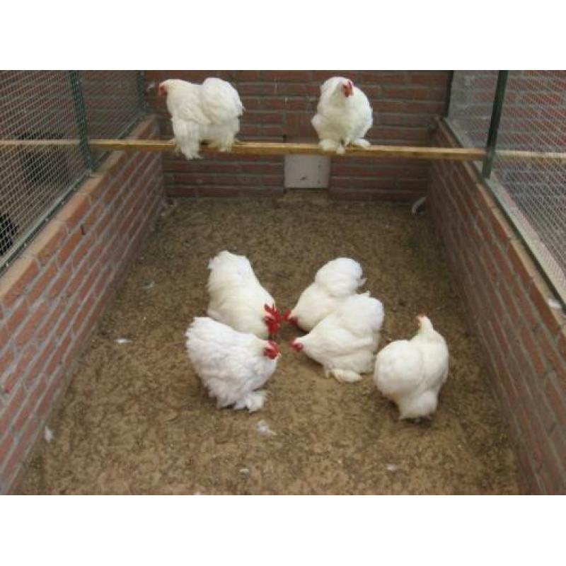 Broedeieren cochin kriel