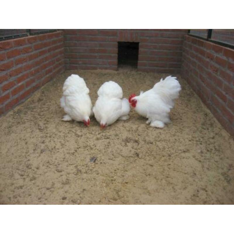 Broedeieren cochin kriel