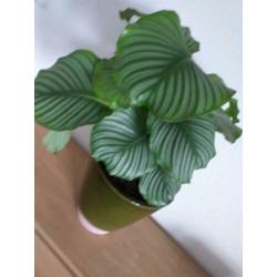 Grote Calathea orbifolia