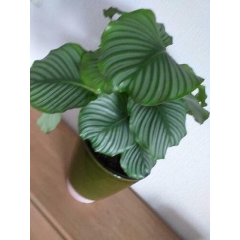 Grote Calathea orbifolia