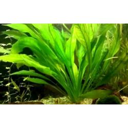 Echinodorus Bleheri xxl
