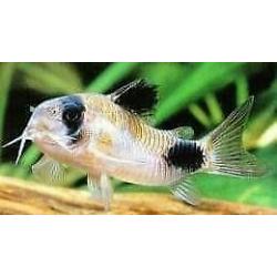 11 jonge corydora panda voor €25