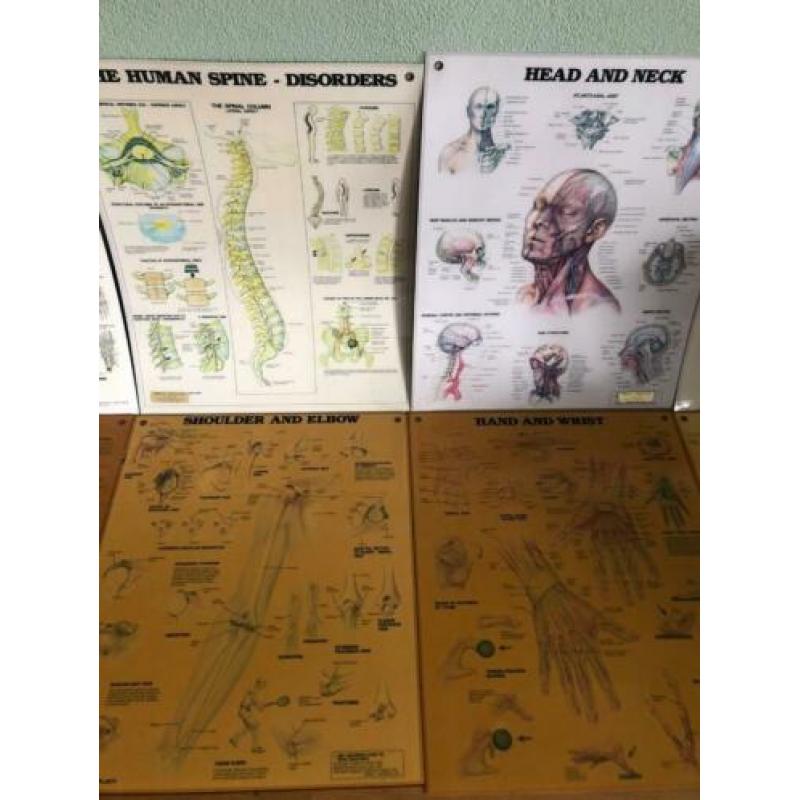 Menselijk lichaam posters 50x60 cm (10 stuks)