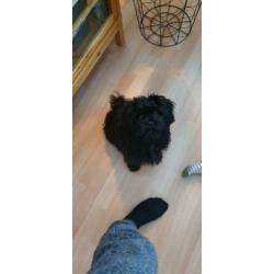 Super lieve Shih Tzu, 3,5 maand, teefje, zwart