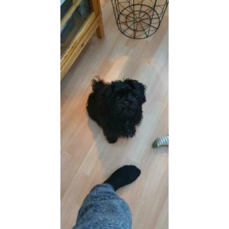 Super lieve Shih Tzu, 3,5 maand, teefje, zwart
