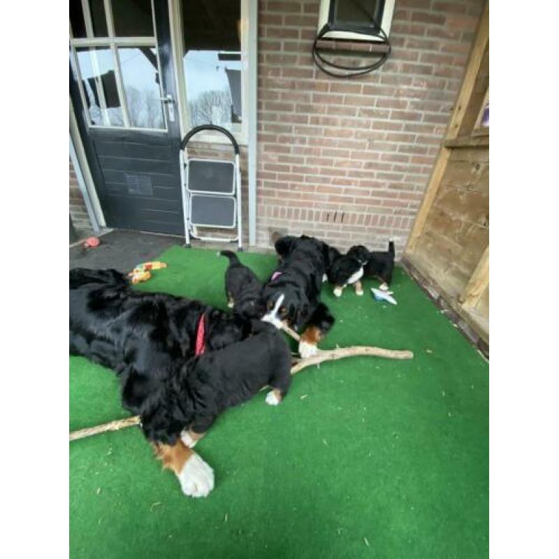 Raszuivere Berner sennen pup met stamboom