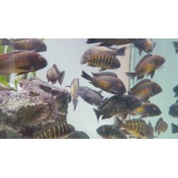 Golden Tropheus Kalambo