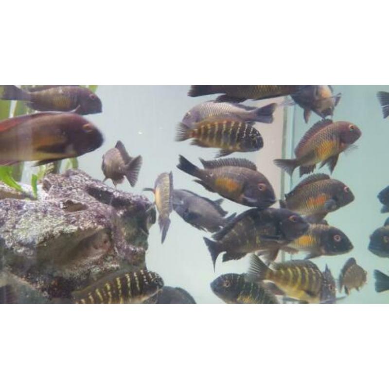 Golden Tropheus Kalambo