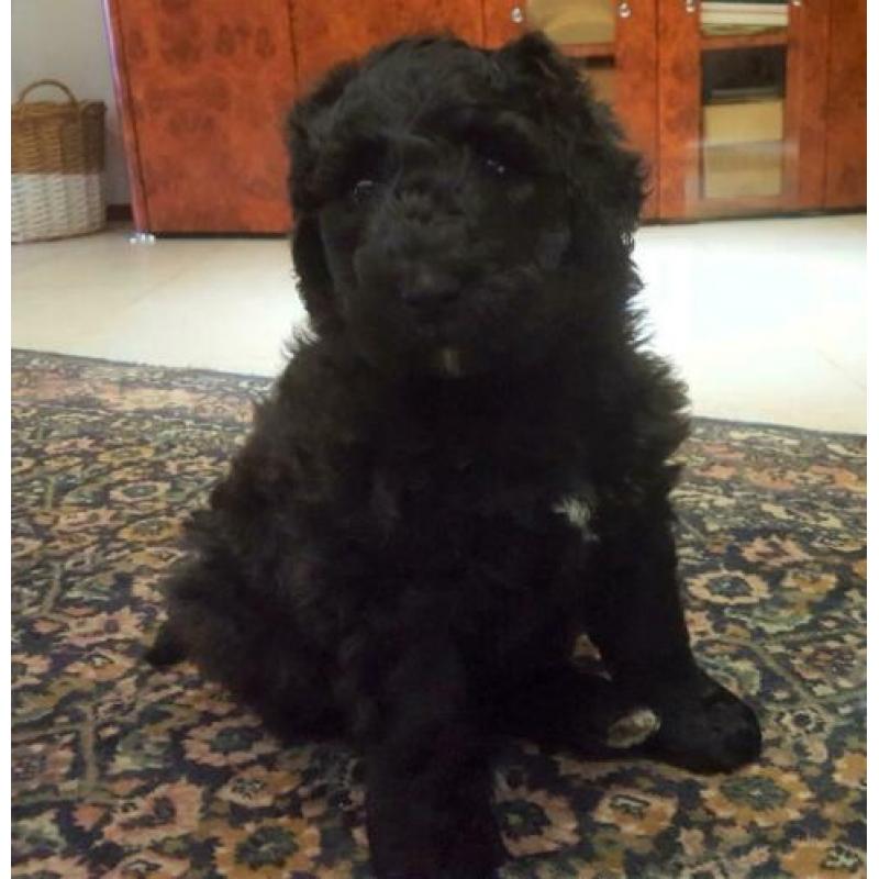 Lieve blije speelse pup. ,Bouvier x koningspoedel