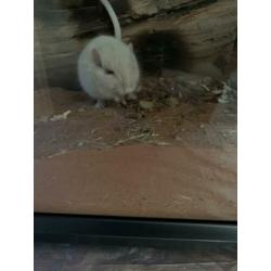 2 Mongoolse Gerbil ratjes