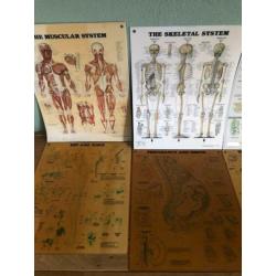 Menselijk lichaam posters 50x60 cm (10 stuks)