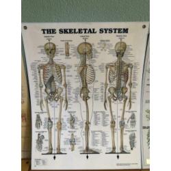 Menselijk lichaam posters 50x60 cm (10 stuks)