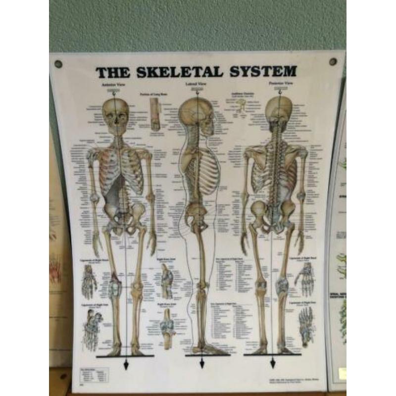 Menselijk lichaam posters 50x60 cm (10 stuks)
