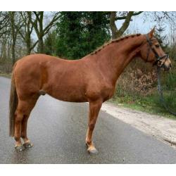 Bloedmooie brave bijna 12 jr ruin van ca 1.67 mtr
