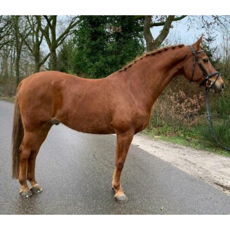 Bloedmooie brave bijna 12 jr ruin van ca 1.67 mtr