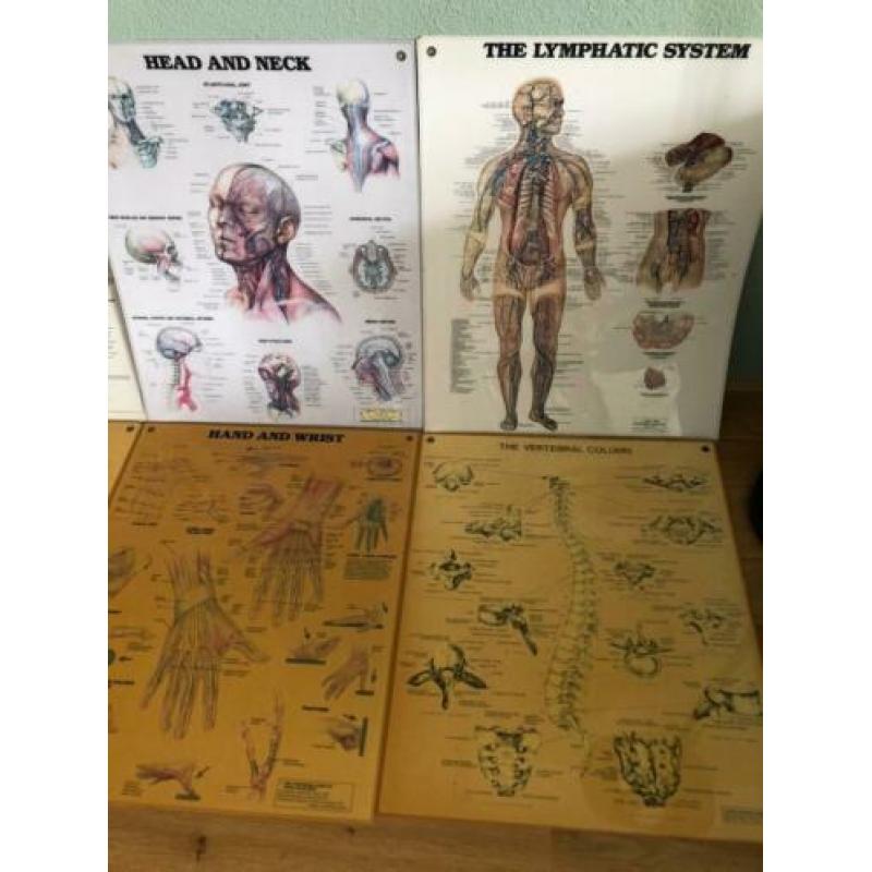 Menselijk lichaam posters 50x60 cm (10 stuks)