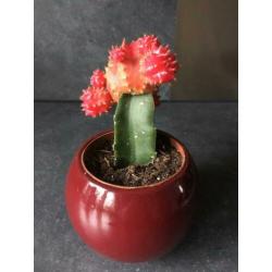 Cactus in potje