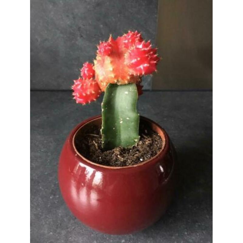 Cactus in potje